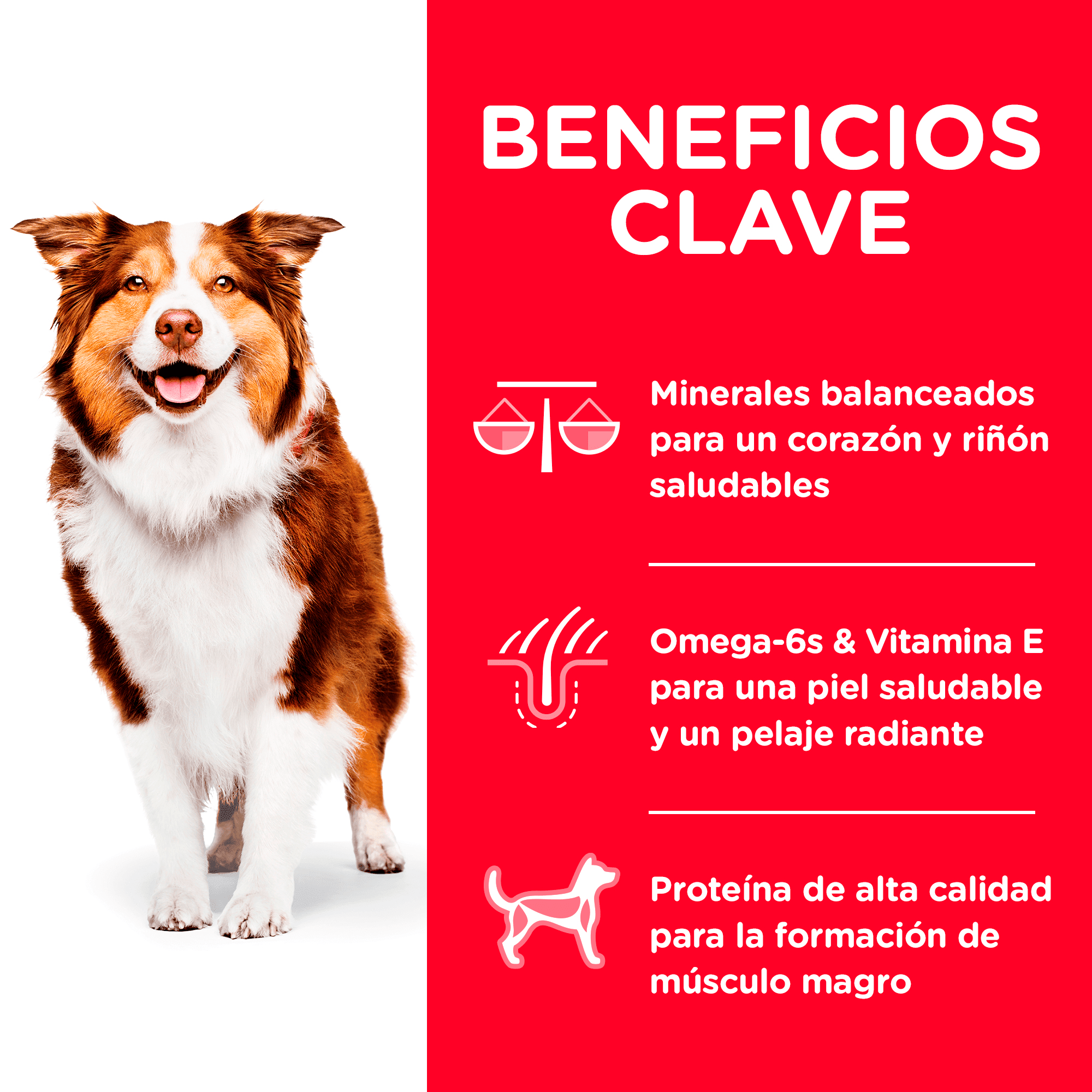 5-KeyBenefitscopycopia