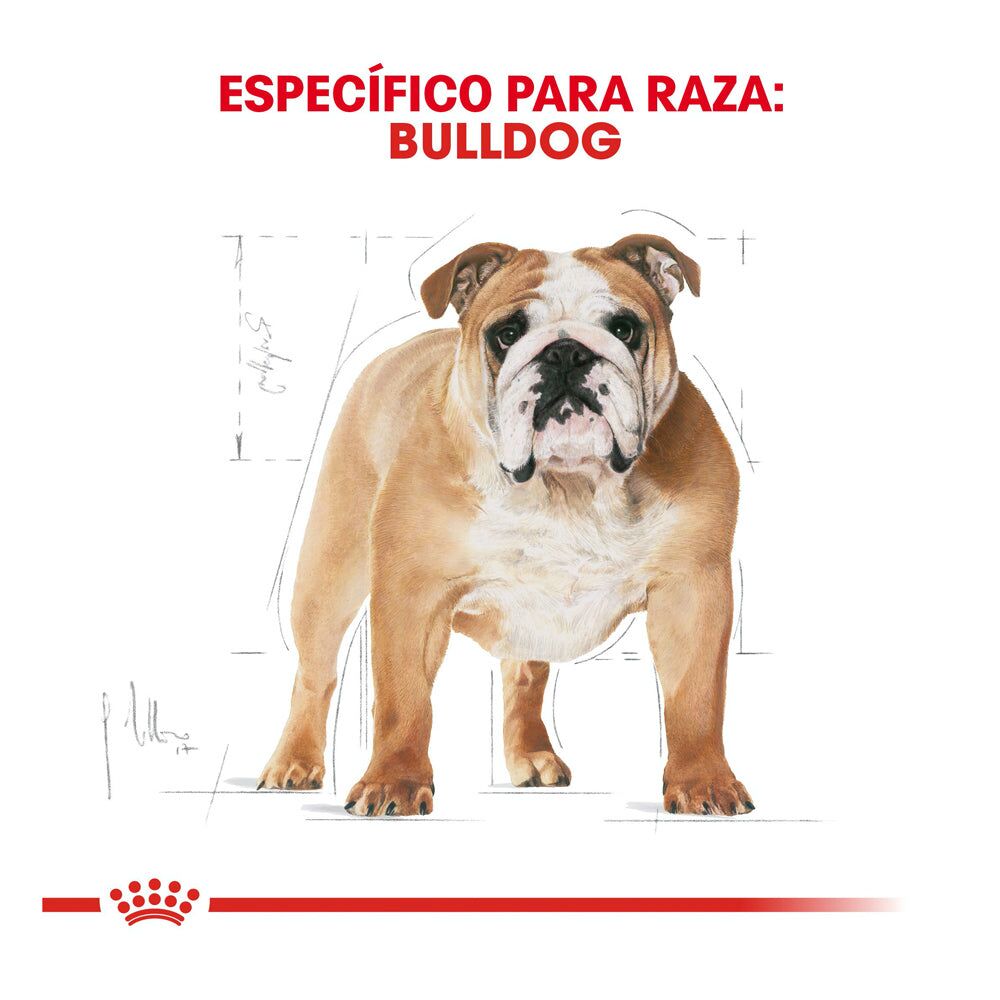 Bulldog2